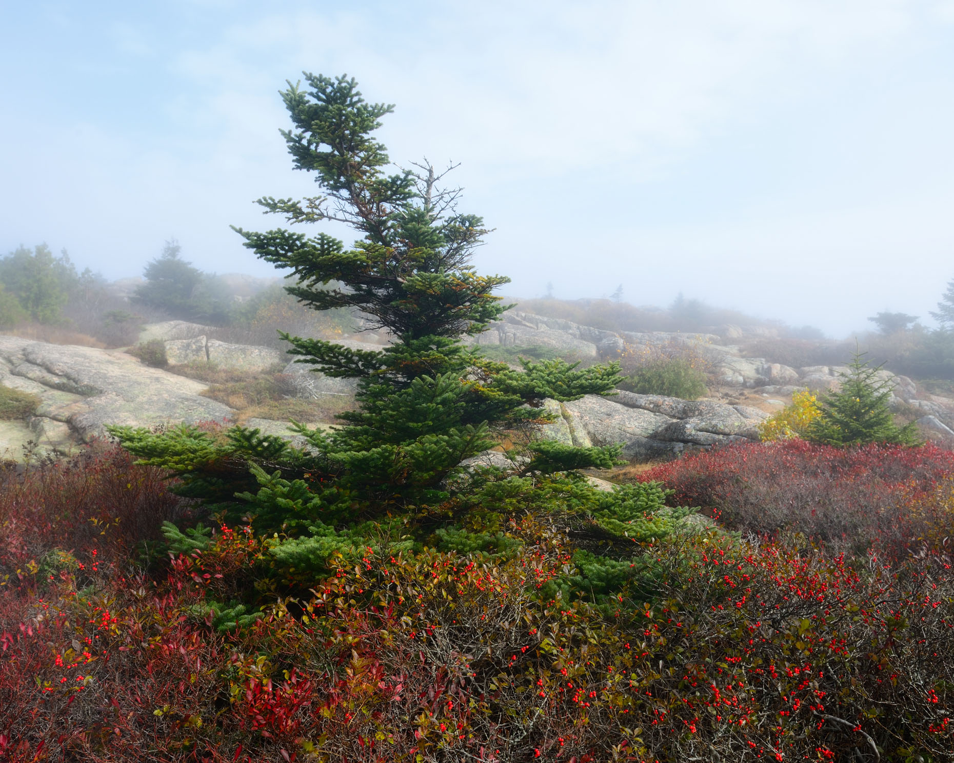 Bent Pine on Cadillac Mountain (Acadia National Park, Maine)