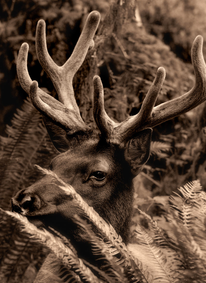 Essence of the Elk (Hoh Rainforest, Washington State)