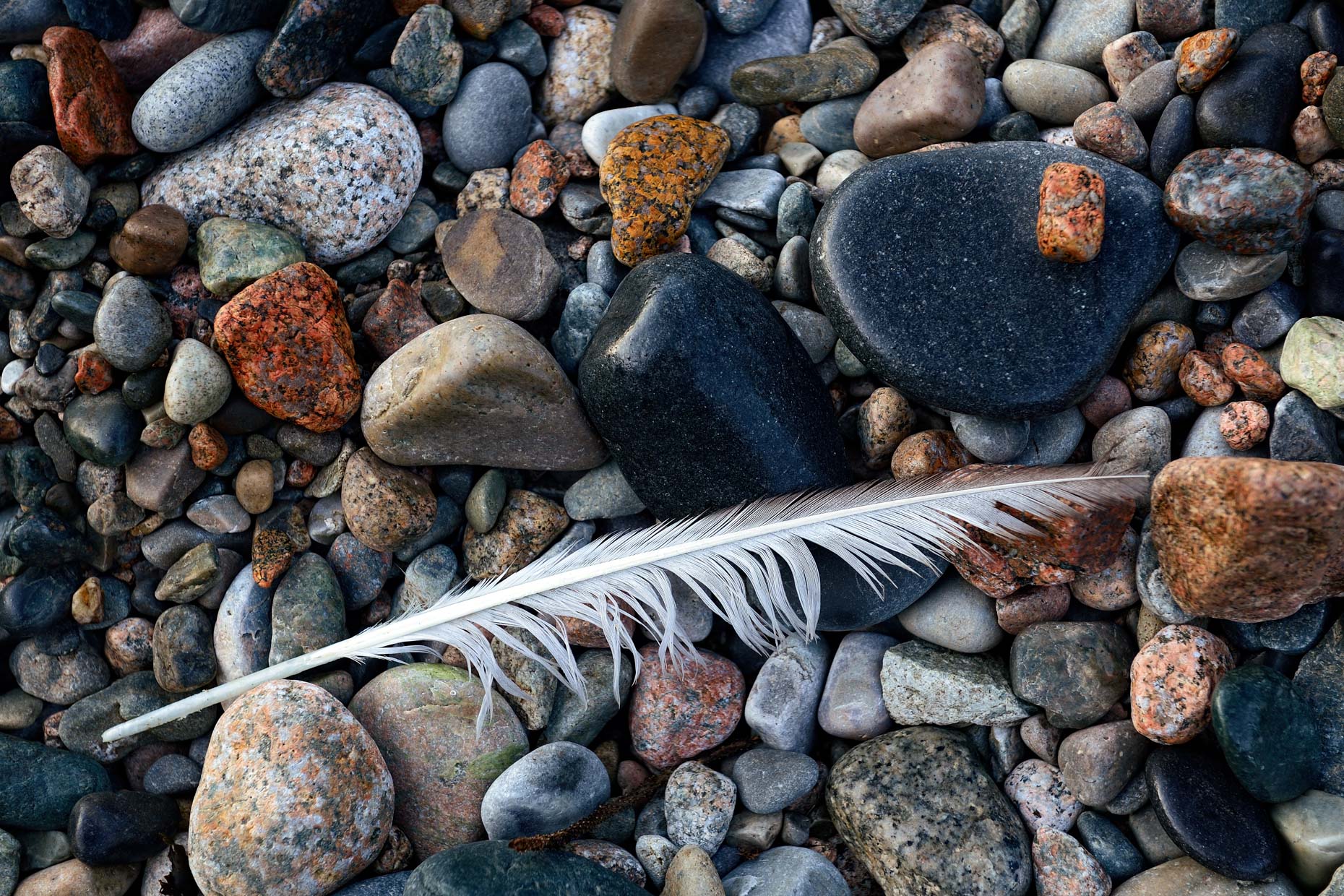 Feather on Cobble Beach (Acadia National Park, Maine)