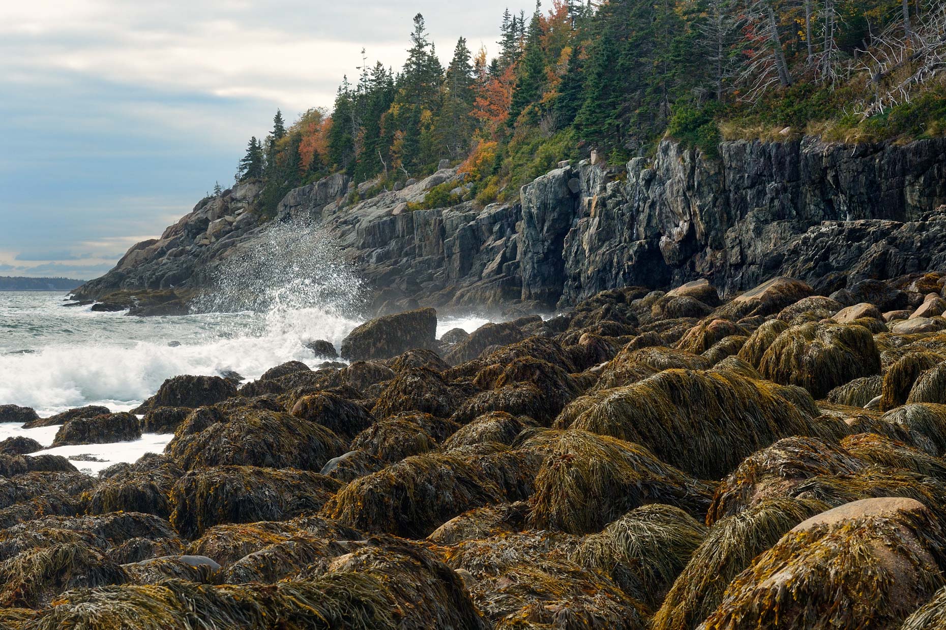 Wild Maine Coastline (Acadia National Park)