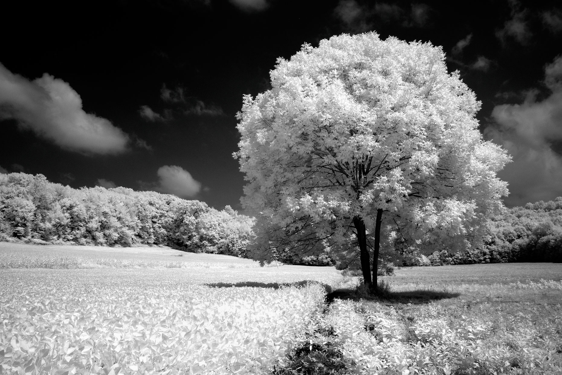 Rural Farm - B&W Infrared (Western PA)