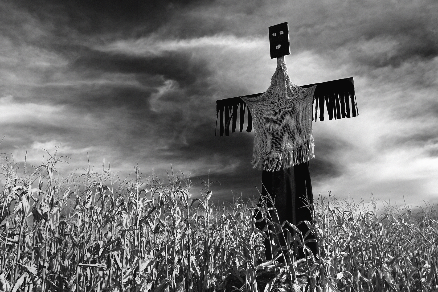 Cornfield Scarecrow (Western PA)