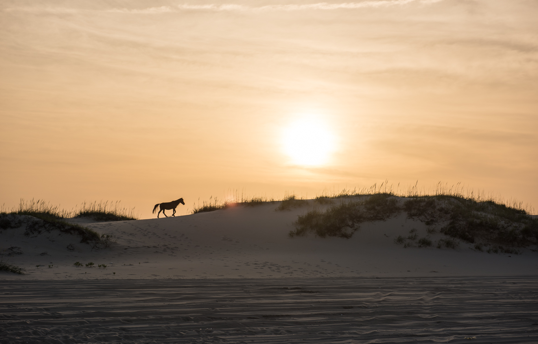 Wild Stallion (Corolla, North Carolina)